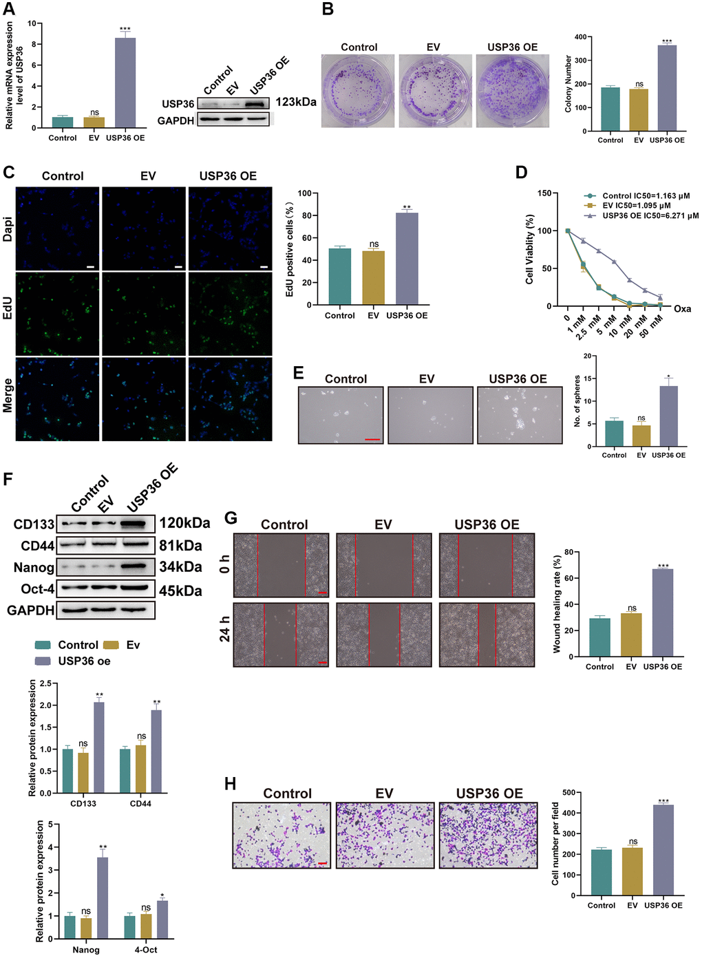 USP36 overexpression aggravates malignant phenotypes of colon cancer cells in vitro. (A) The mRNA (top) and protein (button) expression levels of USP36 in HCT116 cells were respectively detected by RT-PCR and western blot to validate the transfection efficiency of USP36 OE. (B, C) The cell proliferation was detected by colony formation (B) and Edu staining (C, Scalebar=100 μm) assays. (D) The cell viability was detected by CCK-8 assay after a series of concentrations of Oxa for the determination of IC50 value to Oxa. (E) The cellular self-renewal capacity was investigated by sphere formation assay (Scalebar = 100 μm). (F) The protein expression of cancer stem cell-related markers (CD133, CD44, Nanog, and Oct-4) was detected by western blot. (G) The cell migration was detected by wound healing assay (Scalebar = 100 μm). (H) The cell invasion was observed by Transwell assay (Scalebar = 100 μm). *p **p ***p 