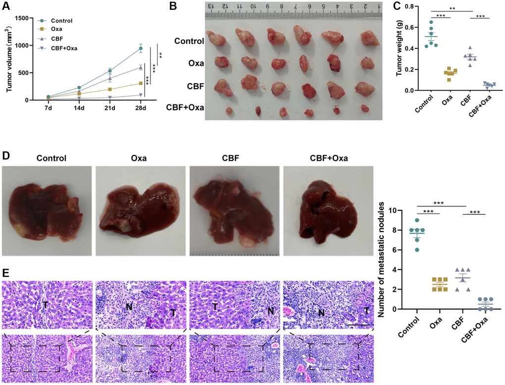 CBF inhibits colon tumor growth and metastasis, and enhances the anti-tumor effect of Oxa in vivo. (A) Tumor growth curve. (B) The tumor was harvested from each group on day 28. (C) Weight of the harvested tumor. (D) Representative of gross view (left) and the number of metastatic nodules (right) of the liver from the metastatic murine model. (E) H&E staining for the liver tissues from the metastatic murine model (Scale bar = 100 μm). **p ***p 