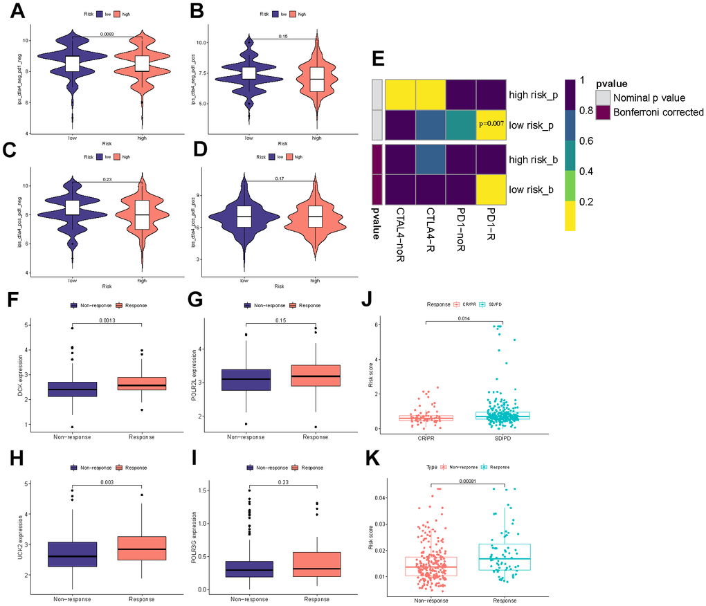 Immunotherapy efficacy prediction. (A–D) IPS comparisons between the two risk categories. (E) Submap analysis between the different groups. (F–I) The differential expression of four model genes between response and non-response groups. (J) Comparisons of the risk score in different responses to anti-PD-1/L1 immunotherapy in IMvigor210 cohort. (K) Differences in risk score between the response and non-response groups in the IMvigor210 cohort.