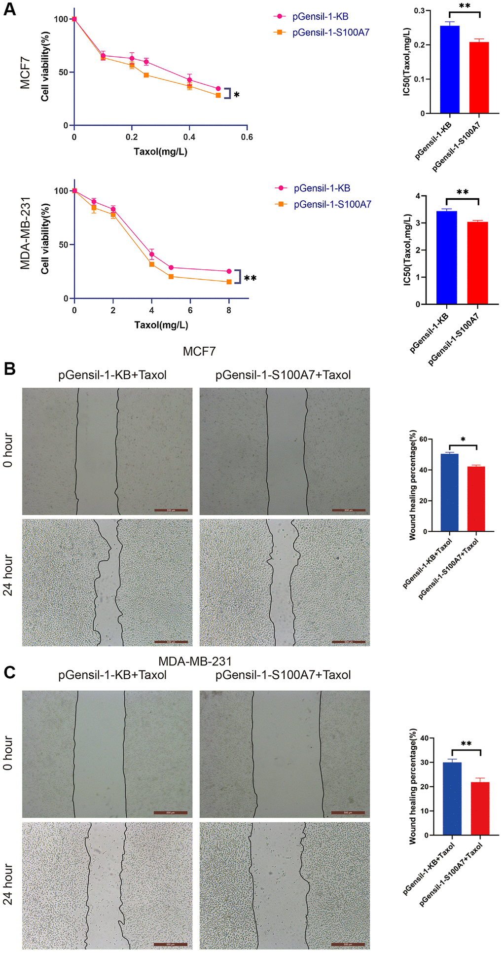 S100A7 reduced the chemosensitivity of breast cancer cells in vitro. (A) The CCK-8 assay showed that knockdown of S100A7 reduced the IC50 of MCF7 and MDA-MB-231 cells towards Taxol. The wound healing assay showed that knockdown of S100A7 inhibited the migration of (B) MCF7 and (C) MDA-MB-231 cells after Taxol treatment (MCF7: 0.05 mg/L, MDA-MB-231: 1 mg/L). *P **P ***P 50, half-maximal inhibitory concentration.