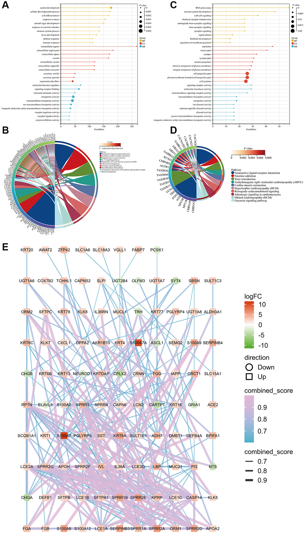 GO and KEGG pathway enrichment analyses of upregulated and downregulated genes in the two groups based on the median S100A7 expression in breast cancer. (A) GO functional enrichment analysis of upregulated genes based on the S100A7 median expression grouping. (B) KEGG pathway enrichment analysis of upregulated genes based on the S100A7 median expression grouping. (C) GO functional enrichment analysis of downregulated genes based on the S100A7 median expression grouping. (D) KEGG pathway enrichment analysis of downregulated genes based on the S100A7 median expression grouping. (E) PPI network of the DEGs between S100A7-high and -low expression groups pan-cancer. Abbreviations: GO: Gene Ontology; KEGG: Kyoto Encyclopedia of Genes and Genomes; PPI: protein–protein interaction.