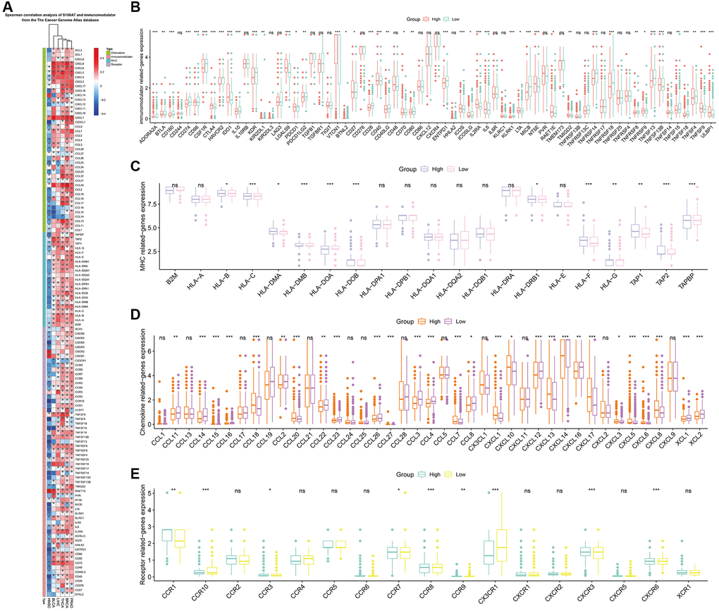 Correlation between S100A7 expression and immunomodulators in pan-cancer. (A) Correlation between S100A7 expression and immunomodulators in pan-cancer. The expression of genes related to immunomodulators (B), MHC (C), chemokines (D), and receptors (E) in the two groups based on the median S100A7 expression in breast cancer. “ns” represents not significant. *P **P ***P 