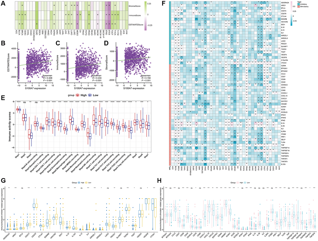 Correlation between S100A7 expression and immune infiltration as well as immune checkpoints pan-cancer, and the relationship between S100A7 expression and immune activity scores in breast cancer. (A) Correlation between S100A7 expression and immune infiltration pan-cancer. Correlation between S100A7 expression and the ESTIMATE score (B), immune score (C), and stromal score (D) in breast cancer. (E) Relationship between S100A7 expression and immune activity score in breast cancer. STEP1: Release of cancer cell antigens; STEP2: Cancer antigen presentation; STEP3: Priming and activation; STEP4: Trafficking of cells to tumors; STEP5: Infiltration of immune cells into tumors; STEP6: Recognition of cancer cells by T cells; STEP7: Killing of cancer cells. (F) Correlation between S100A7 expression and immune checkpoints pan-cancer. The expression of genes related to inhibitors (G) and stimulators (H) of immune checkpoints in the two groups based on the median S100A7 expression in breast cancer. “ns” represents not significant. *P **P ***P 