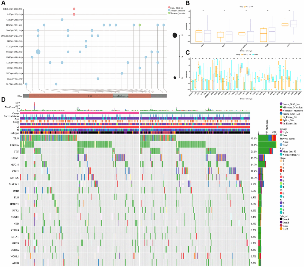 Relationship between gene mutation and S100A7 expression. (A) The pan-cancer gene mutation landscape of S100A7. The relationship between S100A7 expression and CNV (B) and SNV (C) pan-cancer. (D) The gene mutation landscape in the two groups based on the median S100A7 expression in breast cancer. “ns” represents not significant. *P **P ***P 