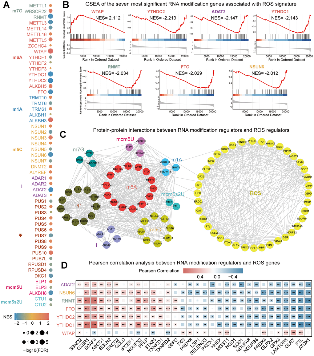 Comprehensively analyze the association between RNA modification genes and ROS signature. (A) Correlation between RNA modified genes and ROS signature. The size of the dot represents different FDR values, and the color of the dot represents different NES values. (B) Seven RNA modification genes most closely related to ROS signature were screened with an |NES| > 2 and FDR C) Network diagram of the interaction between RNA modification regulators and ROS regulators. (D) Pearson correlation analysis between seven RNA modification genes and ROS genes. *P