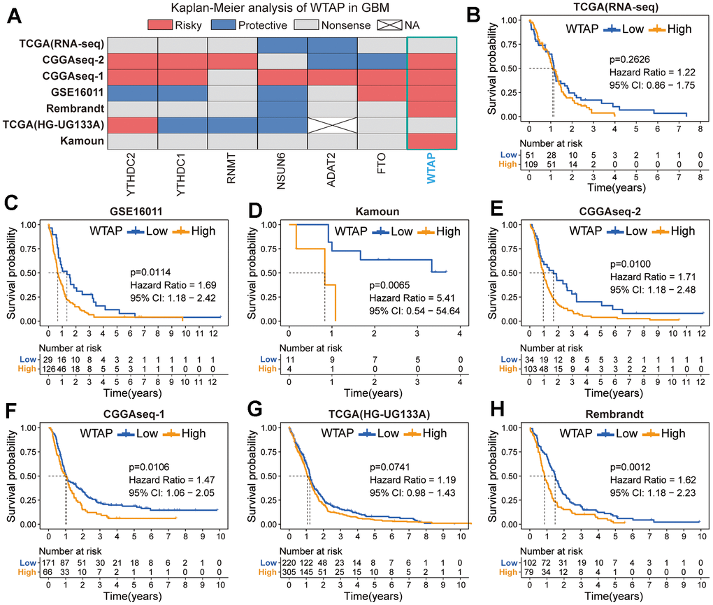 Prognostic analysis of seven RNA modification genes. (A) Summary of the prognostic value of seven RNA modification genes in seven independent GBM cohorts. Red represents a prognostic risk factor, blue indicates a beneficial factor, and grey represents a p-value > 0.05. (B–H) Kaplan-Meier prognostic curves of WTAP in TCGA (RNA-seq) (B), GSE16011 cohort (C), Kamoun (D), CGGAseq-2 (E), CGGAseq-1 (F), TCGA (HG-UG133A) (G) and Rembrandt (H) cohorts.