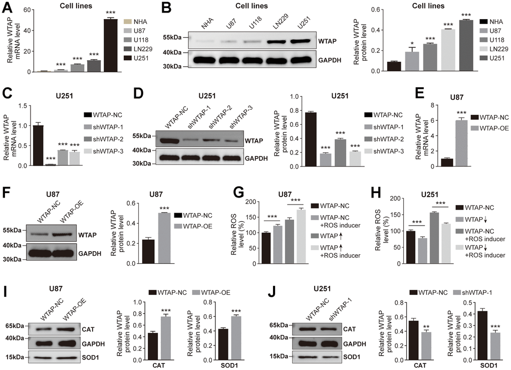 WTAP promotes ROS production. (A, B) RT-PCR (A) and western blotting (B) were used to analyze the differential expression of WTAP among NHA, U87, U118, LN229, and U251 cell lines. (C, D) The knockdown efficiency of shWTAP-1, -2, and -3 in U251 cells was analyzed by RT-PCR (C) and western blotting (D). shWTAP-1 was chosen in subsequent experiments because of its outstanding efficiency in silencing WTAP. (E, F) The overexpression efficiency of WTAP in U87 cells transfected with lentivirus was analyzed by RT-PCR (E) and western blotting (F). (G, H) The effect of the change of WTAP expression level on ROS production in U87 (G) and U251 (H) cells was detected by a fluorescent microplate reader. (I, J) WTAP participates in the regulation of CAT and SOD1 protease expression in U87 (I) and U251 (J) cells. *P 