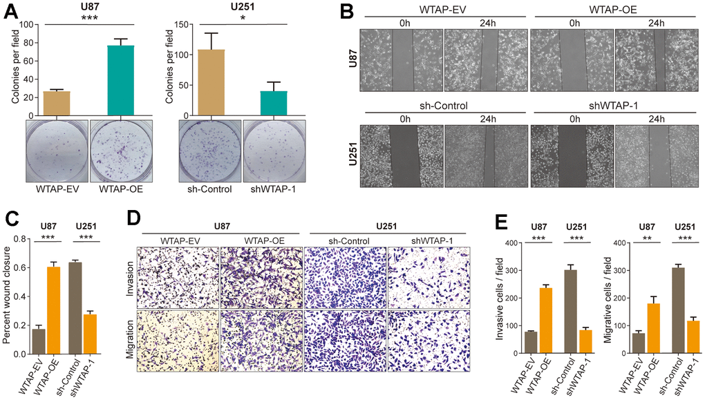 WTAP promotes the malignant progression of glioblastoma cell lines. (A) A colony formation assay was used to explore the effect of WTAP on the proliferation ability of U87 and U251 cells. (B, C) A wound-healing test was used to determine the effect of WTAP on the migration ability of U87 and U251 cells. (D, E) The invasion ability and migration ability were measured by transwell assay. *P 