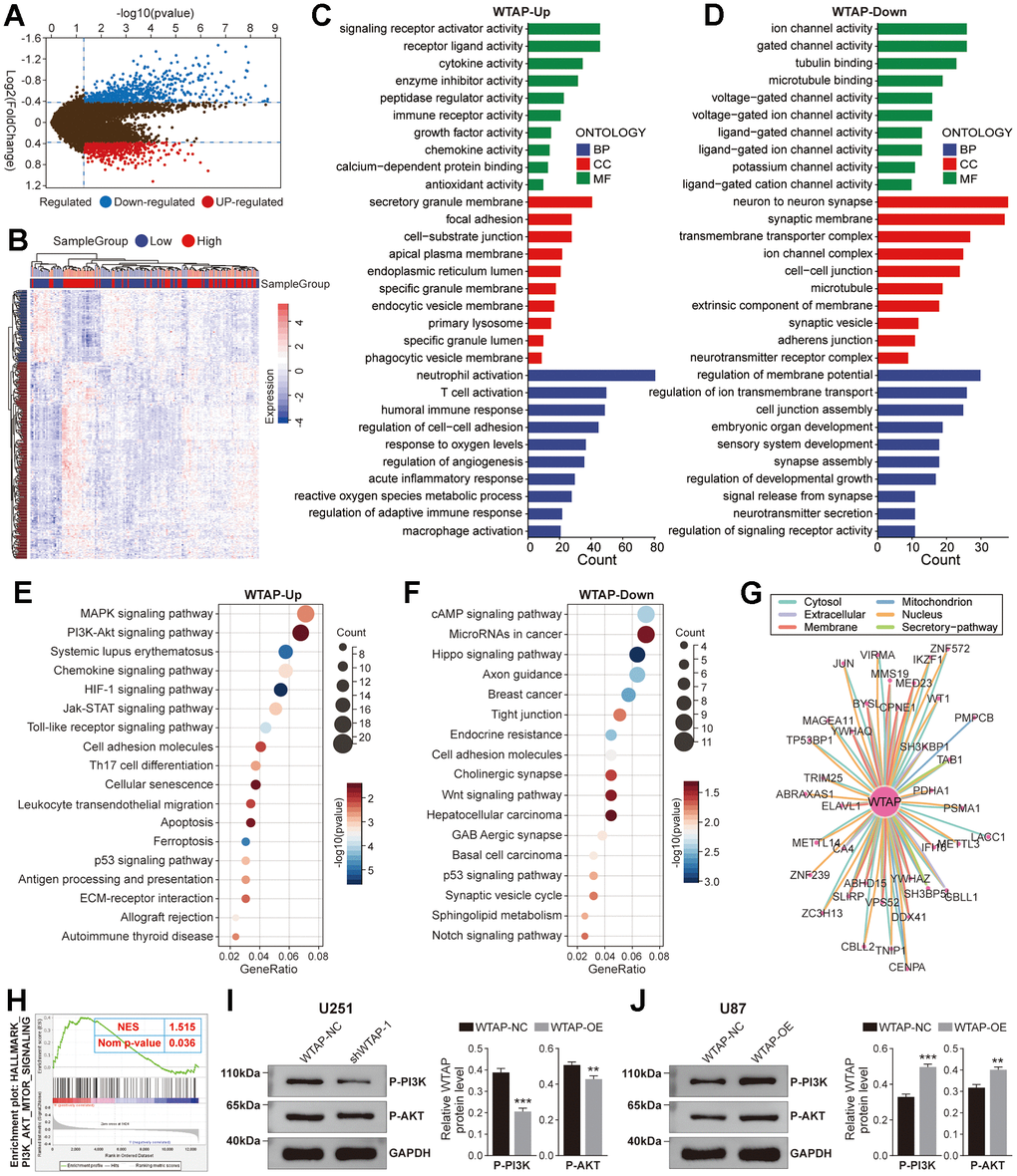 Function enrichment analysis of WTAP. (A) The volcano plot showed differentially expressed genes (DEGs) based on the median value of WTAP expression in the TCGA cohort. (B) The heat map showed the relative expression levels of 1180 DEGs between WTAP high and low expression groups. (C) Enrichment analysis for GO term of up-regulated genes. (D) Enrichment analysis for GO term of down-regulated genes. (E) Enrichment analysis for KEGG pathway of up-regulated genes. (F) Enrichment analysis for KEGG pathway of down-regulated genes. (G) The PPI network showed the proteins that interact most closely with WTAP. (H) According to GSEA, the high expression of WTAP in the PI3K/AKT/mTOR signaling pathway was enhanced from the TCGA GBM dataset. (I, J) WTAP participates in the regulation of P-PI3K and P-AKT expression in U251 (I) and U87 (J) cells. *P 