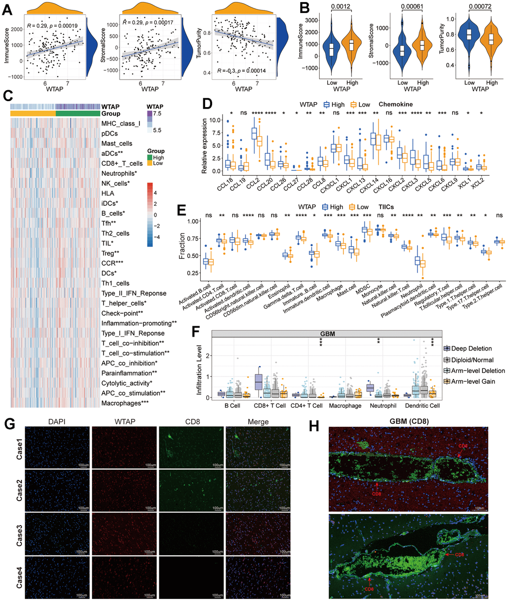 Immune-related analysis. (A) Correlation between WTAP and immune score, stromal score, and tumor purity. (B) Difference analysis of TME-related scores between low and high WTAP expression groups. (C) Difference analysis of enrichment scores of immune-associated gene sets between low and high WTAP expression groups. (D) Differential expression analysis of chemokines between low and high WTAP expression groups. (E) The difference in immune infiltration level of TIICs between low and high WTAP expression groups in TCGA cohort. (F) Copy number variation of WTAP affects the infiltrating levels of CD4+ T cells, neutrophils, and dendritic cells. (G) Immunofluorescence staining of the nucleus, WTAP, and CD8 in four cases of GBM tissues. (H) Immunofluorescence staining of blood vessels and perivascular areas of GBM tissues. *P