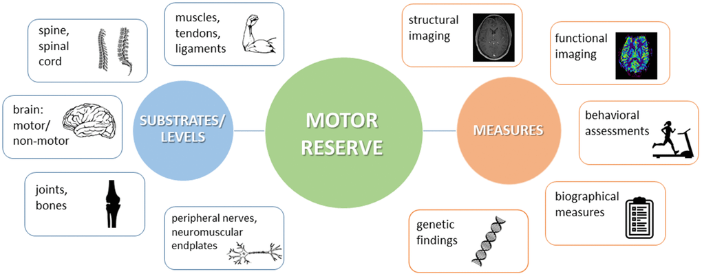 Schematic view on the different substrates and levels where motor reserve (mR) might be located (left panel) and on examples of how to measure mR (right panel).