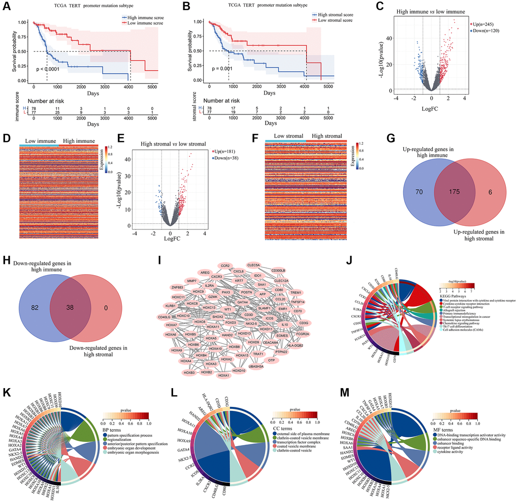 Effect of stromal and immune scores on survival of patients with TERTp-mutant gliomas. (A) Kaplan-Meier survival analysis of patients in the high and low immune score groups. (B) Kaplan-Meier survival analysis of patients in the high and low stromal score groups. (C) Volcano plot showing differential gene expression for the high and low immune groups. (D) Heat map depicting differential gene expression between TERTp-mutant gliomas in the high and low immune groups. (E) Volcano plot showing differential gene expression for TERTp-mutant gliomas in the high and low immune groups. (F) Heat map showing DEGs between TERTp-mutant gliomas in the high and low stromal groups. (G) Venn diagram of upregulated genes in the high stromal and immune groups. (H) Venn diagram of downregulated genes in the high stromal and immune groups. (I) PPI network constructed using 71 overlapping DEGs while removing isolated genes. Genes in the PPI network was set as candidate hub genes. (J) Kyoto Encyclopedia of Genes and Genomes (KEGG) analysis of candidate hub genes. (K) GO-Biological process (BP) analysis of candidate hub genes. (L) GO-Cellular component (CC) analysis of candidate hub genes. (M) GO-Molecular function (MF) analysis of candidate hub genes.