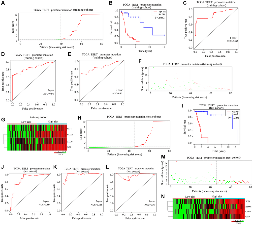 Validation of the applicability of the risk model in patients with TERTp-mutant gliomas. (A) Patients with TERTp-mutant gliomas in the training cohort were divided into high-risk and low-risk groups based on the median risk score. (B) Survival differences between patients in the high- and low-risk scoring groups in the training cohort. (C–E) Diagnostic value of risk models for 1-year, 3-year, and 5-year survival in the training cohort. (F) Survival time as a function of risk score for patients in the training cohort. Green dots represent live cases, and red dots represent dead cases. (G) Heatmap depicting expression levels of HOXC6, WT1, CD70, and OTP in glioma samples in the high-risk and low-risk score groups in the training cohort. (H) Patients with TERTp-mutant gliomas in the test cohort were divided into high-risk and low-risk groups based on the median risk score. (I) Survival differences between patients in the high- and low-risk score groups in the test cohort. (J–L) Diagnostic value of risk models for 1-year, 3-year, and 5-year survival for patients in the test cohort. (M) Survival time as a function of risk score for patients in the high-risk and low-risk scoring groups in the test cohort. Green dots represent living cases, and red dots represent dead cases. (N) Heatmap depicting expression levels of HOXC6, WT1, CD70, and OTP in glioma patients in the high-risk and low-risk scoring groups of the test cohort.