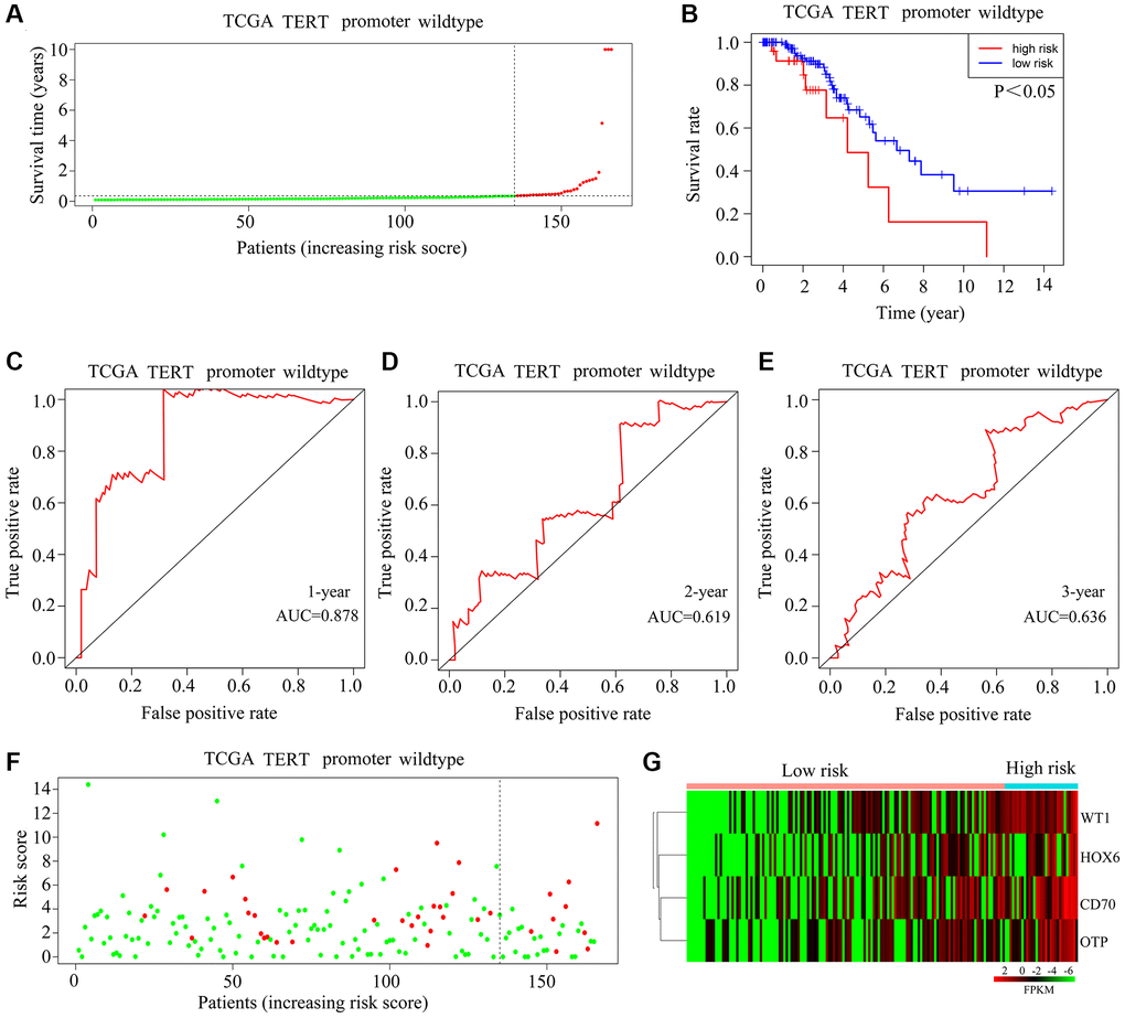 Validation of the applicability of the risk model in TCGA-glioma patients with wild-type TERTp. (A) Patients with TERTp-wild-type glioma in the TCGA database were divided into high-risk and low-risk groups based on the median risk score. (B) Survival differences between patients in the high-risk and low-risk groups. (C–E) Diagnostic value of risk models for 1-year, 3-year, and 5-year survival rates. (F) Survival time as a function of risk score for glioma patients with wild-type TERTp in the high-risk and low-risk groups. Green dots represent living cases, and red dots represent dead cases. (G) Heatmap depicting expression levels of HOXC6, WT1, CD70, and OTP in gliomas from patients with wild-type TERTp in the high-risk and low-risk groups.