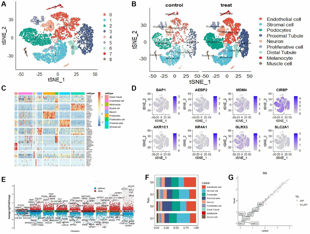 Single-cell clusters were identified based on scRNA data from AKI patients. (A) The tSNE diagram shows 9 clusters and the expression of iron-related marker genes associated with iron-induced cell death. (B) The tSNE diagram illustrates the distribution of 8 cell subsets after clustering. (C) The heat map shows the expression levels of the top 5 marker genes in each subpopulation. (D) The tSNE map displays the distribution of 8 marker genes. (E) The volcano map demonstrates the expression patterns of the first 5 marker genes within each subpopulation. (F) Subgroup proportions and cell counts are depicted in 4 sample groups. (G) The distribution of gene expression is compared between the two groups.