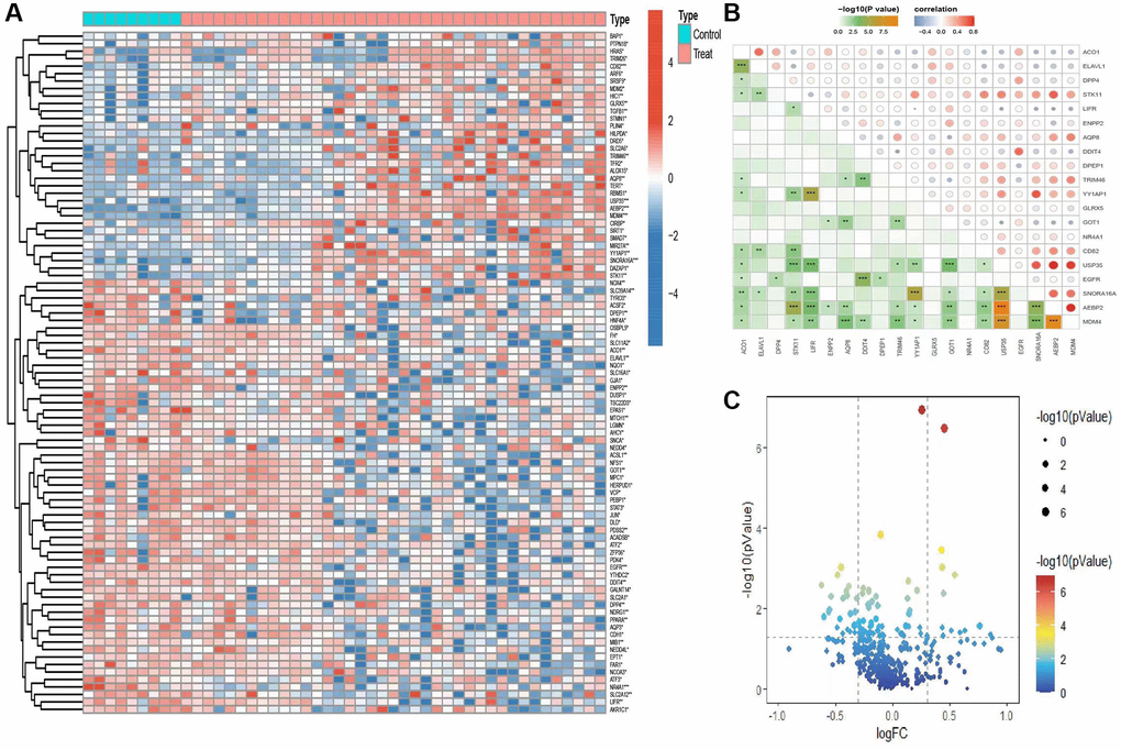 Analysis of genetic variations associated with iron-related mortality. (A) Heatmap shows distribution of gene differences related to iron-related mortality between the control group and the disease group. (B) Analysis of differential gene correlations. (C) The volcano map depiction of differential gene expression in ferroptosis.