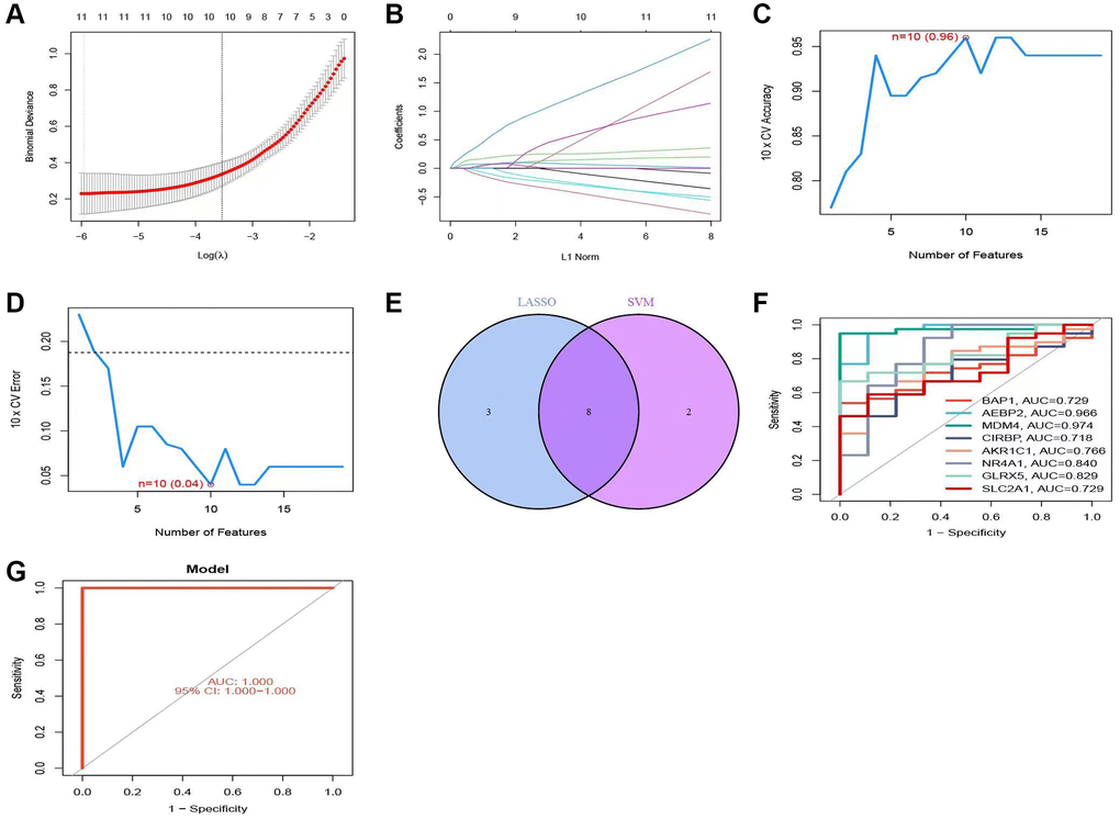 Construction of the prediction model. (A, B) Trajectories and distributions of each independent variable for lambda. (C, D) Reverse cumulative distribution of absolute residual for the SVM model. (E) Intersection of two model genes. (F) ROC curve showing the prediction results of the model genes. (G) Accuracy of the SVM model demonstrated by the ROC curves.