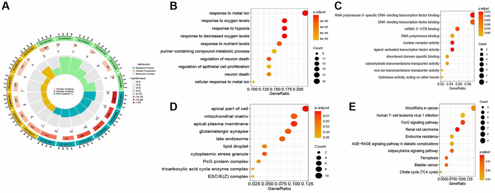 Analysis of the differentially expressed genes (DEGs) related to AKI. (A) Circular plot illustrating the Gene Ontology (GO) analysis, highlighting the potential gene functions of the DEGs associated with ferroptosis and its influence on the occurrence and progression of AKI. (B–D) Bubble plot representing the GO analysis in terms of biological processes (BP), cellular components (CC), and molecular functions (MF). (E) Kyoto Encyclopedia of Genes and Genomes (KEGG) analysis of the DEGs associated with ferroptosis and AKI.