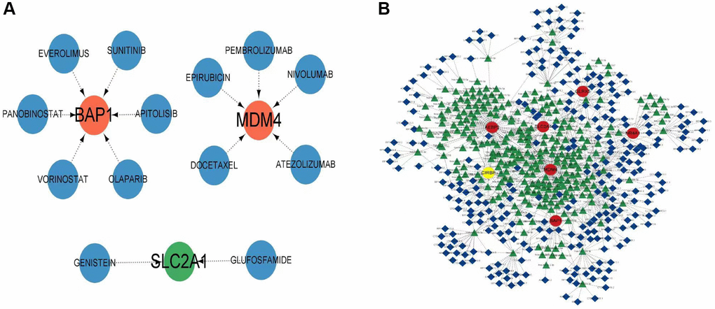 Construction of competing endogenous RNA (ceRNA) network and regulation by drugs. (A) Drug regulatory network of model genes. (B) The ceRNA network associated with model genes. Up-regulated entities are indicated in red, while down-regulated entities are indicated in yellow.