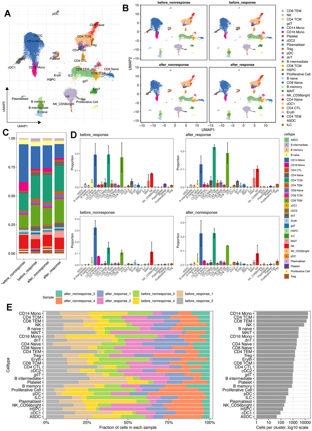 scRNA-seq reveals the different cell types and distribution among patients with or without MSCs treatment. (A) Cell annotation using the azimuth package (https://app.azimuth.hubmapconsortium.org/app/human-pbmc). And the referenced UMAP was leveraged to better visualized the results. (B) Cell distribution for all four groups. (C) Cell proportion of all cell types in four groups. (D) Bar plot shows the cell proportion of all cell types in four groups. (E) Cell distribution analysis indicates the largest cell proportion of CD14+ monocytes.