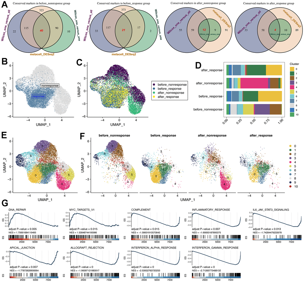 Subcluster analysis of the CD14+ monocytes. (A) Identification of highly-conserved DEGs/markers for CD14+ monocytes in the four groups, respectively. Three approaches for exploring DEGs were adopted. DEGs: differentially expressed genes. (B) NMF analysis for the reduction analysis of CD14+ monocytes based on all highly-conserved DEGs/markers. NMF: Nonnegative Matrix Factorization. (C) Distribution of all CD14+ monocytes from four groups. (D) Cell proportion of CD14+ monocytes was visualized, comprising 11 subclusters. (E) Cell distribution of all 11 identified subclusters. (F) Cell distribution of all 11 identified subclusters in the four groups. The CD14+ monocytes from response and non-response patients were quite different. (G) GSEA pipeline for showing the enriched terms for CD14+ monocytes from the “before response” group.