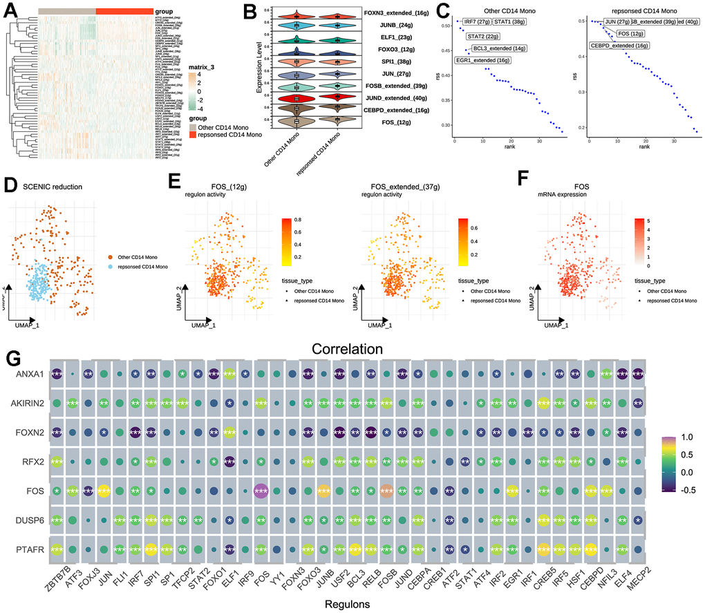 Transcription factor analysis for CD14+ monocytes. (A) SCENIC pipeline for identifying potential regulatory TFs for therapy-response CD14+ monocytes and heat map was used for visualization. SCENIC: Single-Cell rEgulatory Network Inference and Clustering; TF: Transcription factor. (B) Violin plot for showing the identified TFs between other and therapy-response CD14+ monocytes. (C) Ranking of the potential TFs for other and therapy-response CD14+ monocytes. (D) Cell distribution based on the identified regulons/TFs. (E) Activities of FOS regulons in UMAP plots. Two regulons of FOS were considered significant. (F) Expression levels of FOS shown by UMAP plot. (G) Correlation analyses among identified TFs and hub feature genes.