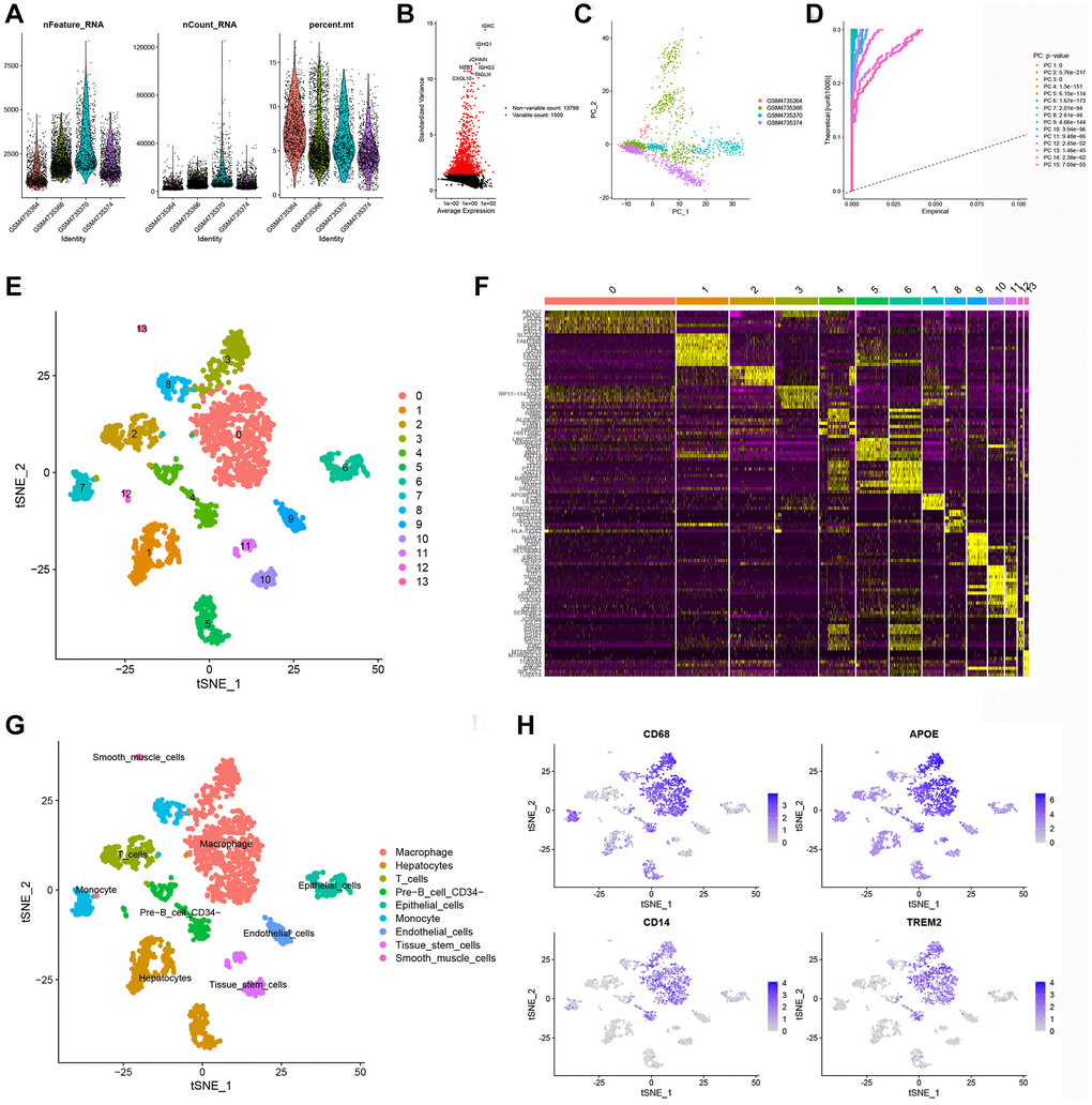 Identification of MMGs via scRNA-seq analysis. (A) Quality control of scRNA-seq data from four KIRC samples. (B) The variance plot shows that there are 13,799 genes in all cells, with the red dots representing the top 1,500 highly variable genes. (C) Dimensionality reduction was performed by PCA. (D) 15 PCs were identified based on a P-value E) All cells were categorized into 14 clusters using the t-SNE algorithm. (F) The heatmap showed the top 10 most highly expressed genes in the 14 clusters. (G) Annotation of each cell cluster by marker genes. (H) Expression of known macrophage marker genes (CD68, APOE, CD14, and TREM2) in 14 cell clusters.