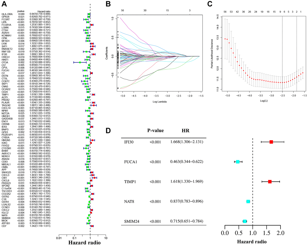 The construction of the prognostic model. (A) Univariate Cox regression analysis. (B, C) LASSO regression analysis. (D) Forest plot of multivariate Cox regression.