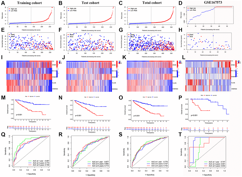 Validation of the prognostic model. (A–D) Distribution of risk scores for MMGs in TCGA-training, TCGA-test, TCGA-total and GEO cohorts, respective. (E–H) Scatter plot of the OS for each patient in the TCGA-training, TCGA-test, TCGA-total, and GEO cohorts, respectively. (I–L) Heatmaps of the risk cohort and the five MMGs in TCGA-training, TCGA-test, TCGA-total, and GEO cohorts, respectively. (M–P) The Kaplan-Meier curves in TCGA-training, TCGA-test, TCGA-total, and GEO cohorts, respectively. (Q–T) The AUC at 1-, 3-, and 5-year for the prognostic models in TCGA-training, TCGA-test, TCGA-total, and GEO cohorts, respectively.