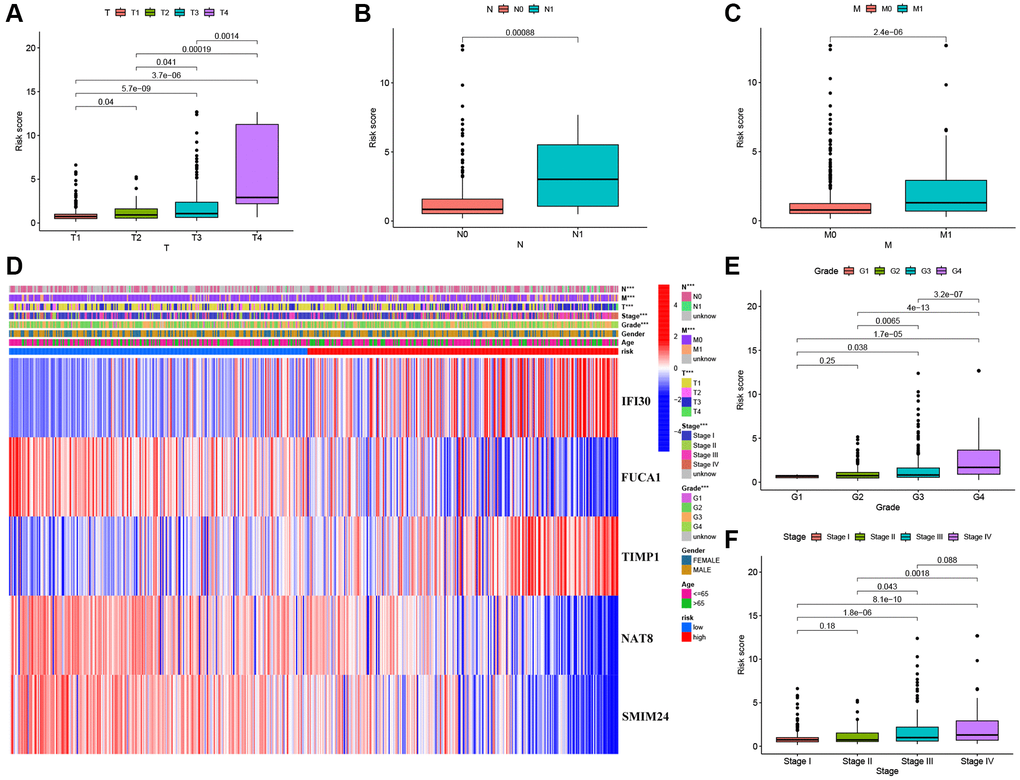 Correlation between risk scores and clinical characteristics. (A–C) Boxplot of risk scores based on MMGs signature for KIRC patients with different T status, N status, and M status. (D) Heatmap showed the relationship between clinical characteristics and expression of MMGs in the two risk groups. (E) Boxplot of risk scores based on MMGs signature for KIRC patients with different pathological grades. (F) Boxplot of risk scores based on MMGs signature for KIRC patients with different tumor stages.