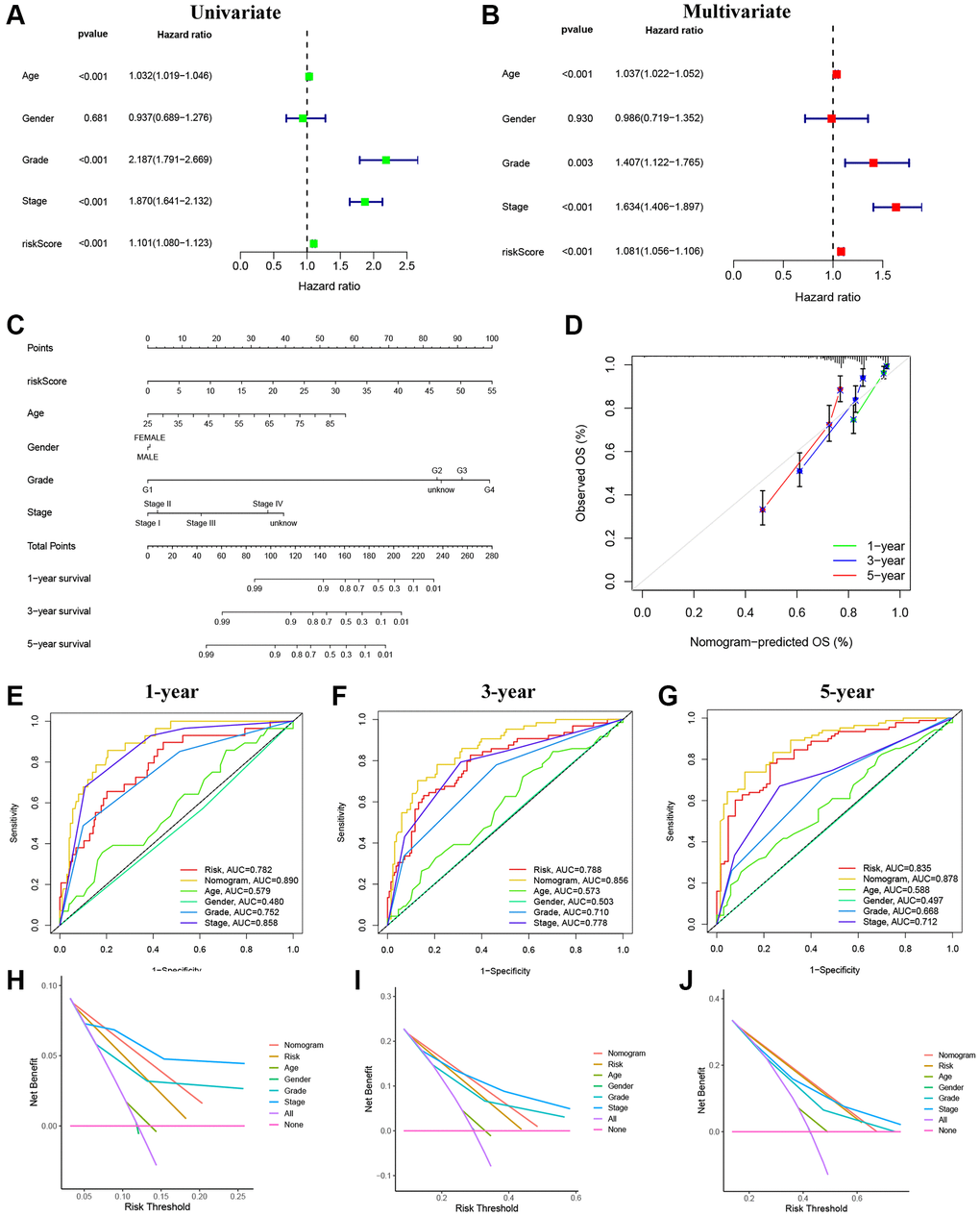 Establishment and evaluation of the nomogram. (A) Univariate Cox regression analyses of clinical characteristics and risk scores. (B) Multivariate Cox regression analyses of clinical characteristics and risk scores. (C) The construction of the nomogram. (D) Calibration curve for assessing the agreement at 1-, 3-, and 5-year OS. (E–G) The AUC of the nomograms compared for 1-, 3-, and 5-year OS, respectively. (H–J) The DCA curves of the nomograms compared for 1-, 3-, and 5-year OS, respectively.