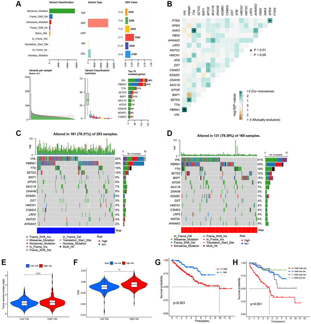 Somatic mutations of the KIRC. (A) The overall mutation profile of KIRC. (B) Interaction effect of gene mutation differentially in the two risk groups. (C) The mutation frequency of genes in the L-R group. (D) The mutation frequency of genes in the H-R group. (E) Differential expression levels of TMB between the two risk groups. (F) Differential expression levels of TIDE between the two risk groups. (G) The Kaplan-Meier curves for the low-TMB and high-TMB groups. (H) The Kaplan-Meier analysis curves for the patients stratified by MMGrisk and TMB.