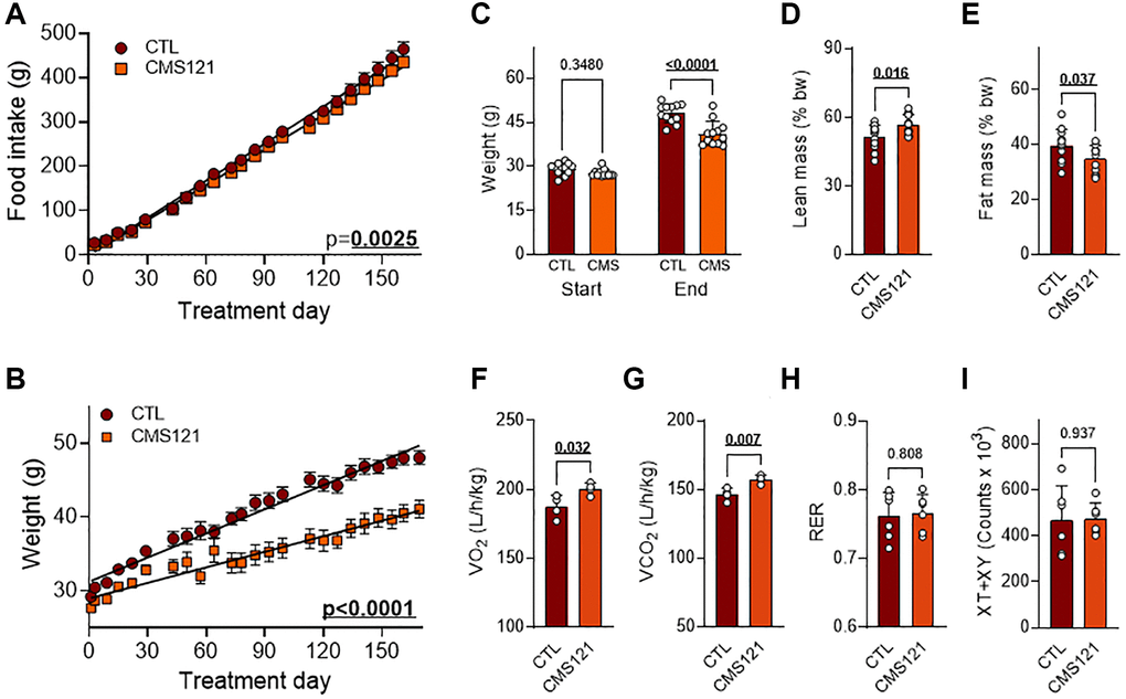 Nutritional, body mass, locomotor activity, and metabolic activity of mice fed a control diet or a diet containing the geroneuroprotective drug candidate CMS121 for 6 months. Beginning at the 5th week after birth, mice were either kept on the control diet (CTL) or put on a diet containing CMS121 ad libitum. Cumulative food intake (A) and body weight (B). Food intake per animal was based on the average food consumption in cages holding 3 mice allocated among a total of 4 cages, and the body weight of 12 mice was followed. Differences between linear regression slopes of CTL and CMS121-treated mice were analyzed and the p-values are shown. Initial and final body weights are presented (C). During the 13th week of treatment body mass (n = 12) indexes were obtained: lean mass (D), and fat mass (E). Metabolic activity (F–H) was evaluated at the 15th week of treatment for oxygen consumption (VO2) (F); carbon dioxide production (VCO2) (G); respiratory exchange ratio (RER) (H), and ambulatory activity (I); Data are presented as mean ± SD (n = 4). Bold underlined p-values indicate statistical differences.