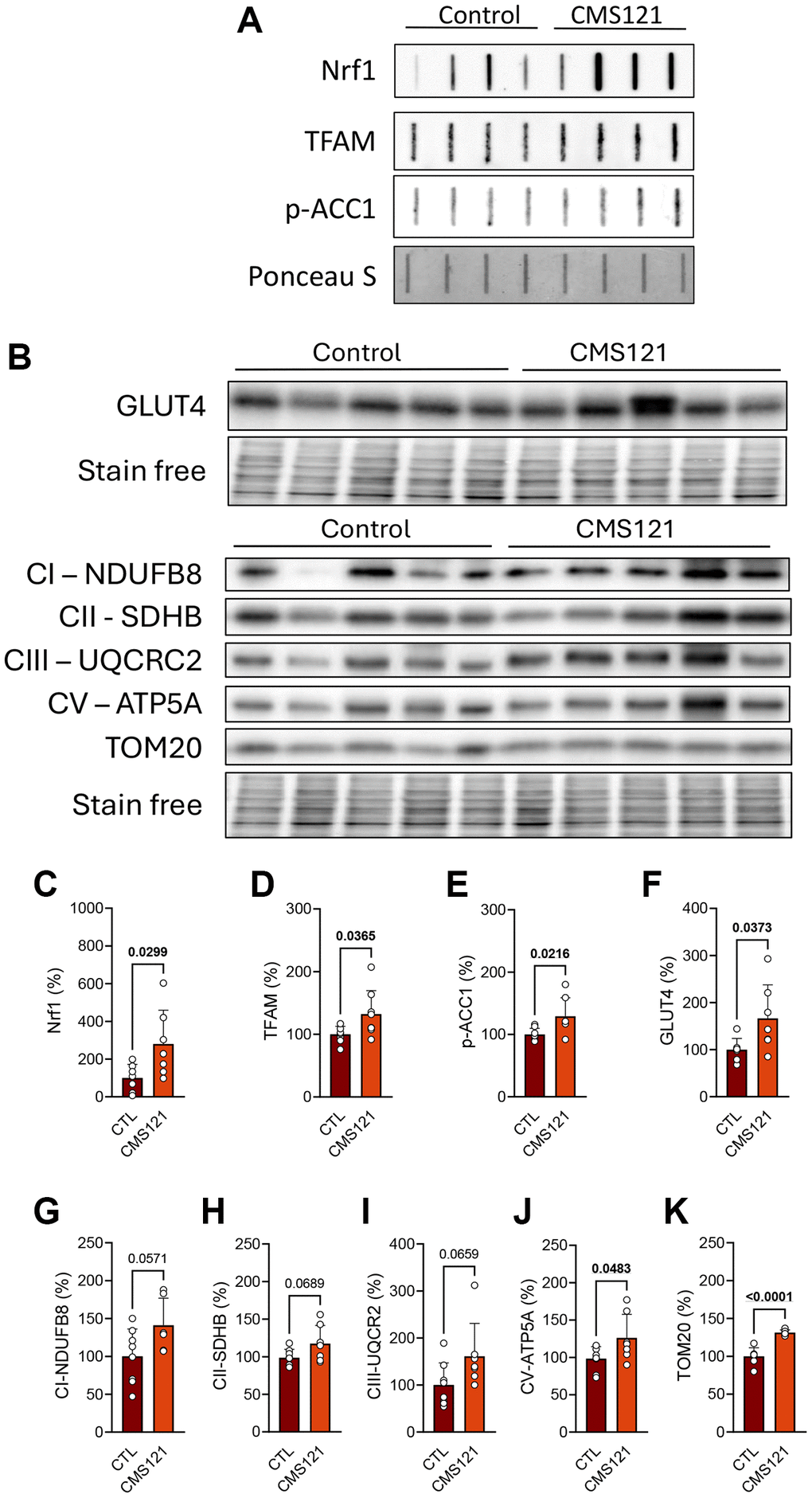 Adipose tissue metabolic markers were evaluated in mice fed with CMS121 for 6 months. Representative slot blot (A) or Western blot (B) images of mitochondrial fractions from adipose tissue are presented. Quantitative results (C–K) of proteins related to mitochondrial metabolism, such as transcription factors Nrf1 (C) and TFAM (D), markers of lipid (p-ACC1, (E)) and glucose (GLUT4, (F)) metabolism, and markers of mitochondrial complex I ((G); NDUFB8), complex II ((H); SDHB), complex III ((I); UQCRC2), and complex V ((J); ATP5A) are presented, as well as the levels of the outer membrane translocase TOM20 (K). Data are presented as mean + SD (n = 6–8). Bold underlined values of p indicate statistical differences.