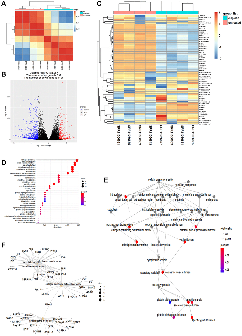 Differential transcriptome analysis of AKI samples. (A) Correlation of heatplot of differences between groups: a significant difference was observed between cisplatin and untreated groups in all the differently expressed genes (P B) Differential gene volcano plot: 399 differentially expressed genes were up-regulated and 1126 differentially expressed genes were downregulated. The cutoff for logFC is 2.957. (C) Heatplot of the top 30 up-regulated genes and the top 30 downregulated genes. (D) Top 30 GO enriched analysis results in the dotplot (P E) Correlation of the GO enriched analysis results in the goplot (P F) Correlation of differently expressed genes in the GO enriched analysis in the cnetplot.