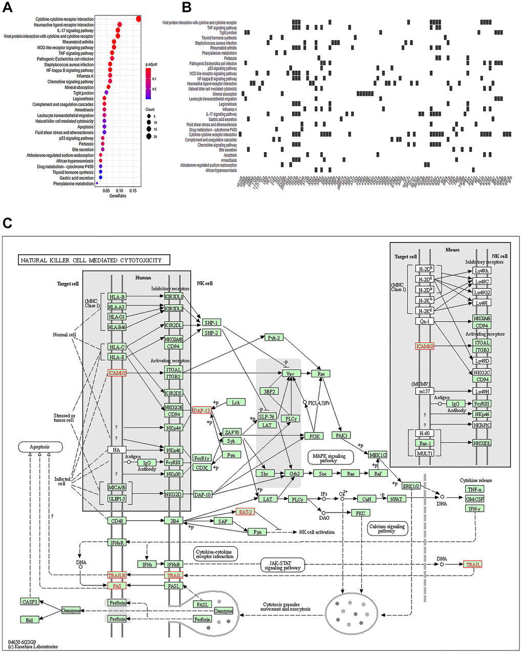 Natural killer cells participate in immune regulation of AKI. (A) Top 30 KEGG enriched analysis results in the dotplot (P B) Heatplot of the regulated genes. (C) NK cell-mediated cytotoxicity pathways.