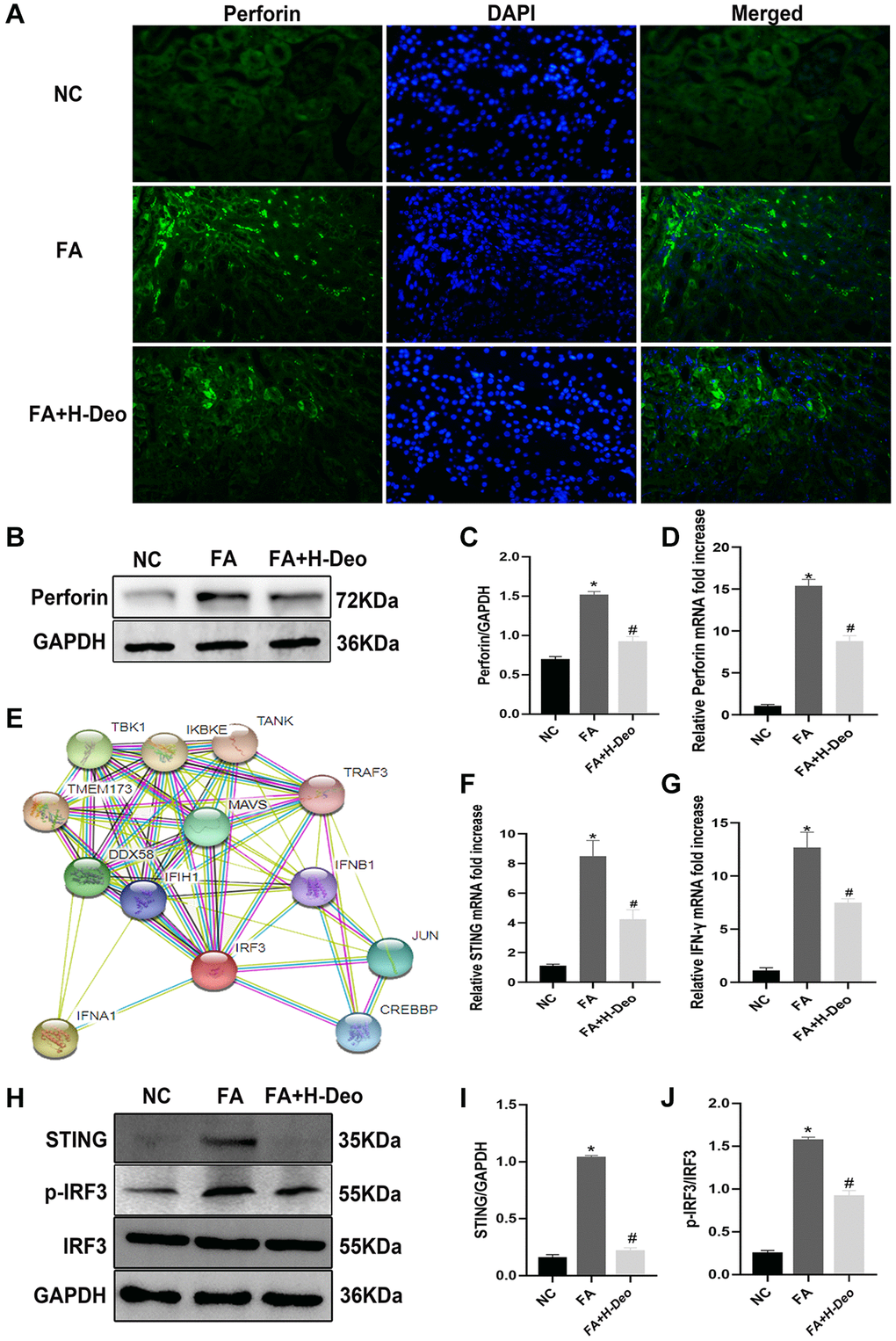 2’-deoxyadenosine protected against AKI by inhibiting perforin expression in NK cells by regulating STING/IRF3 signaling pathway in vivo. (A) Immunofluorescence studies of perforin expression on NK cells after FA treatment. DAPI staining was used to determine the number of nuclei. Anti-perforin staining was used to determine perforin expression (×400). (B, C) Protein levels of perforin in the kidney were evaluated by western blot analysis. (D) The mRNA levels of perforin in the kidney were evaluated by qRT-PCR analysis. (E) Bioinformatics of STING (TMEM173) and its regulated IRF3 from STRING PPI database. (F, G) The mRNA levels of STING and IFN-γ in kidney were evaluated by qRT-PCR analysis. (H–J) Protein levels of STING, p-IRF3/IRF3 expression in kidney were evaluated by western blot analysis. *P indicates a significant difference between the NC group and the FA group. #P represents the difference between the FA+Deo group and the FA group. P 