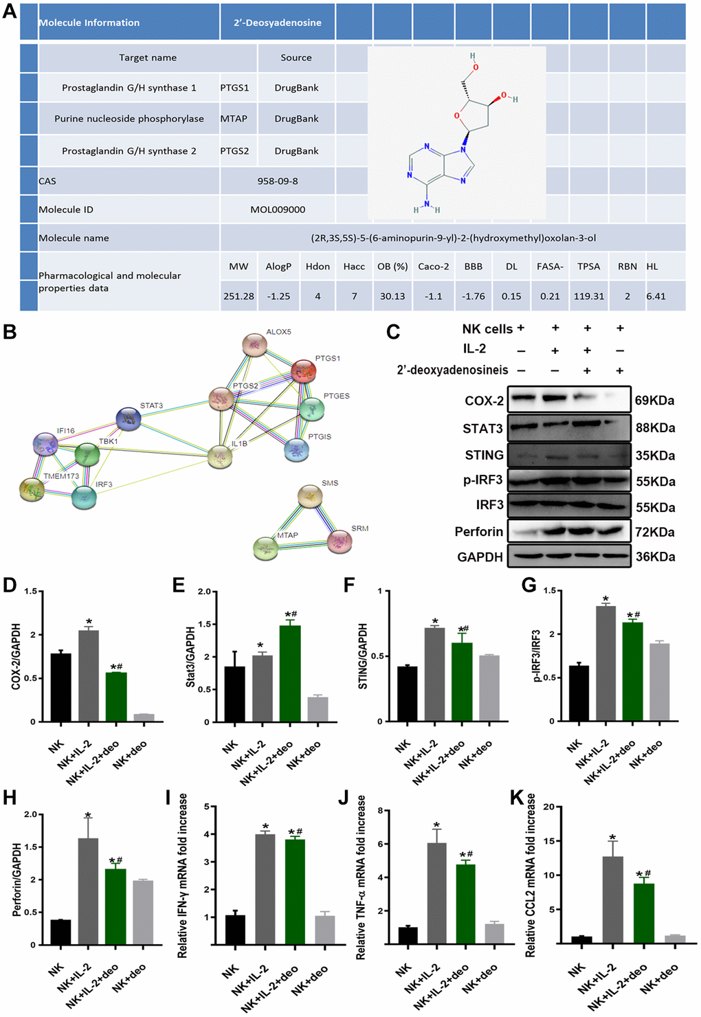 2’-deoxyadenosine inhibited the activity of NK cells by regulating the STING/IRF3 signaling pathway in vitro. (A) Related target of 2’-deoxyadenosine with PTGS1 (COX-1), PTGS2 (COX-2), and MTAP based on DrugBank and TCMSP analysis. (B) Bioinformatics of PTGS1 (COX-1), PTGS2 (COX-2), STAT3 and its regulated STING/IRF3 from STRING PPI database. (C–H) The protein levels of COX-2, STAT3, STING, IRF3, and perforin in NK cells were evaluated by western blot analysis. (NK: naive NK cells. NK+IL-2: NK cells+IL-2 group. NK+IL-2+deo: NK cells+IL-2+2’-deoxyadenosine group. NK+deo: naive NK cells+2’-deoxyadenosine group). (I–K) The mRNAs levels of IFN-γ, TNF-α and CCL2 expression in NK cells were evaluated by qRT-PCR analysis. (NK: naive NK cells. NK+IL-2: NK cells+IL-2 group. NK+IL-2+deo: NK cells+IL-2+2’-deoxyadenosine group. NK+deo: naive NK cells+2’-deoxyadenosine group.) *P indicates a significant difference compared with the NK group. #P represents the difference compared with the NK+IL-2 group. P 