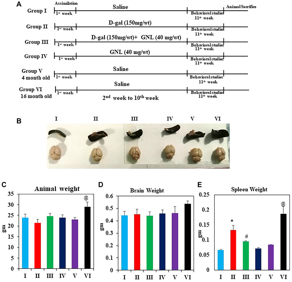 Effect of GNL on body and organ weight. (A) Illustration of the experimental procedure for D-gal and GNL in mice. The first group of animals was given physiological saline solution instead of D-gal (I), and the second group was given D-gal (150 mg/wt) dissolved in normal saline solution (0.9%, w/v) for 9 weeks (II). Animals in the third group of experiments were treated with GNL (40 mg/kg body wt) alone from the second to the 10th week by oral gavage (without anesthesia) with D-gal (150 mg/kg body wt), followed by GNL (40 mg/kg body wt) 4 h later (III). Animals in the fourth group were given GNL from the second week until the end of the experiment (IV). We included six mice from two untreated groups at 4 months (V) and 6 months (IV) of age for analysis of cognitive impairment. This was done to determine whether treatment prevented or reversed the kinetics of cognitive decline. (B) spleen and brain morphology (C) body weight (g), (D) brain weight (g), and (E) spleen weight (mg). Values are expressed as the mean ± SD (n = 6). *P #P @P 