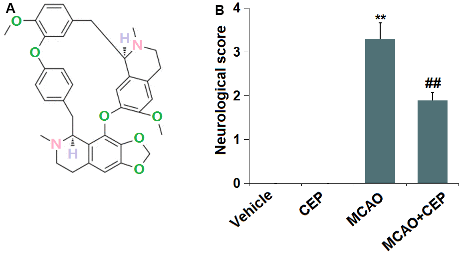 Cepharanthine (CEP) improved neurological dysfunction in a middle cerebral artery occlusion (MCAO) mice model. (A) Molecular structure of Cepharanthine; (B) Neurological score graph of the three experimental groups (**, P