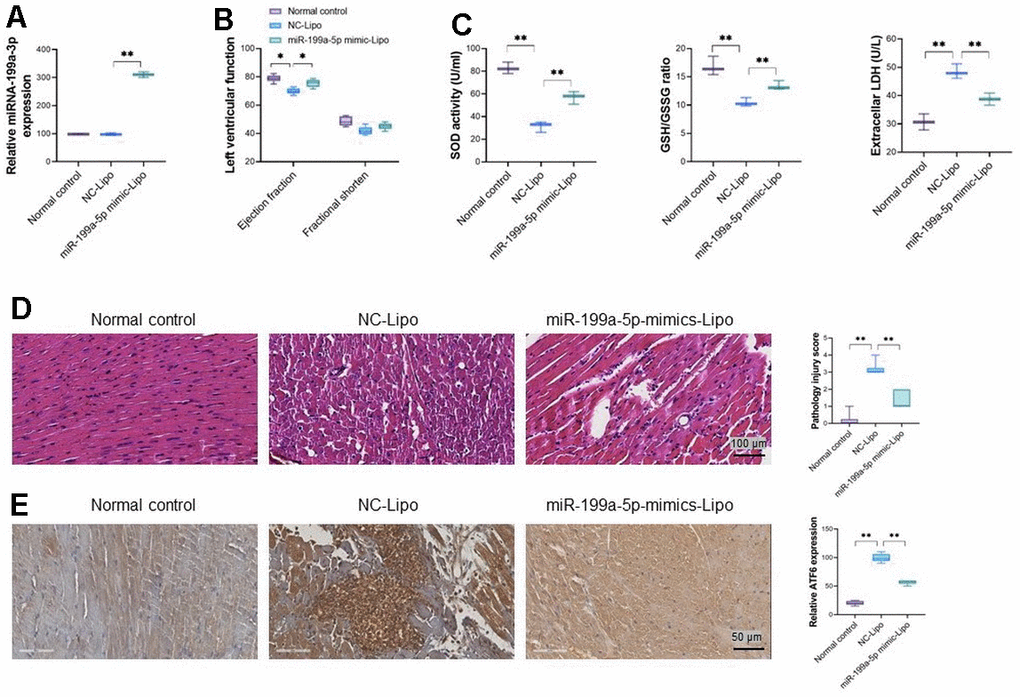 miRNA-199a-5p attenuates 5-FU induced toxicity via ATF6 in vivo. (A) miRNA-199a-5p in heart tissue after exogenous introduced; (B) miRNA-199a-5p liposomes improves left ventricular developed pressure in 5-FU injured heart tissue. (C) miRNA-199a-5p liposome decreases LDH, increases SOD activity and the ratio of GSH/GSSG in injured cardiac tissues; (D) the pathological injuries in cardiac tissues caused by 5-FU ameliorated by miRNA-199a-5p liposome; (E) miRNA-199a-5p liposome treatment reduced ATF6 expression in injured cardiac tissues significantly. The expression of ATF6 was confirmed by immunohistochemistry analysis.