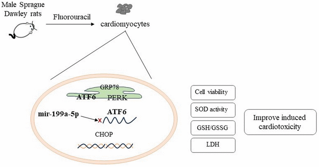 5-FU causes the decreased expression of miRNA-199a-5p and activated the ATF6 and PERK in endoplasmic reticulum stress, which led to the up regulation of CHOP expression.