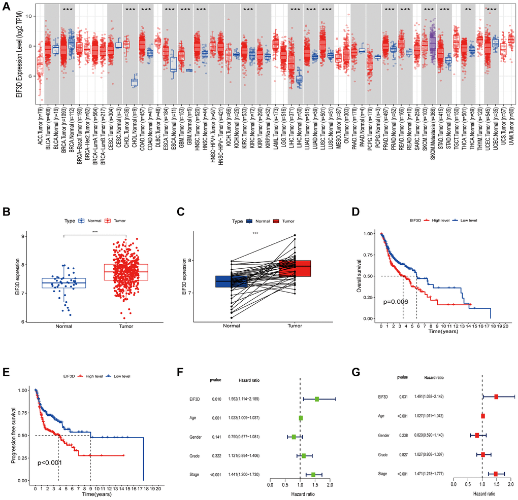 Expression level and prognosis of EIF3D in HNSC. (A) Box plot illustrating the expression level of EIF3D in pan-cancer dataset. (B, C) Box plots displaying EIF3D expression levels in a cohort of 566 HNSC samples retrieved from the TCGA database, encompassing 522 tumor samples and 44 normal samples. Error bars indicate the mean ± SEM. Significance denoted by P D, E) Survival curves depicting the impact of EIF3D expression on HNSC patient survival, as determined from the TCGA databases. (F, G) Univariate and multivariate Cox regression analyses. Significance levels: *P-value **P-value ***P-value 