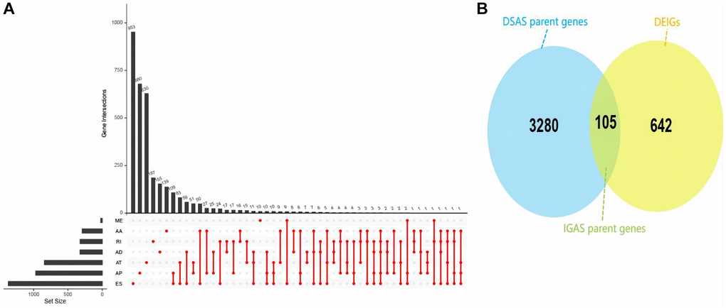 Overview of IGAS events and parent genes in HNSC. (A) UpSet plot illustrating interactions among the seven AS types of DSAS parent genes detected. (B) Venn plot displaying the intersection between DSAS parent genes and DEIGs.