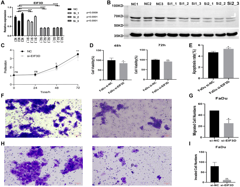 Knockdown of EIF3D inhibits cellular proliferation and migration, and promotes apoptosis in FaDu cells. (A) Bar plot depicting the RT-qPCR results for control and treatment samples (NC represents the control sample, and Si represents the experimental sample). (B) Western blot results. (C, D) Proliferation results of FaDu cells after EIF3D knockdown. (E) Apoptosis results of FaDu cells after EIF3D knockdown. (F, G) Cell migration results of FaDu cells after EIF3D knockdown. (H, I) Cell invasion results of FaDu cells after EIF3D knockdown. *P-value **P-value ***P-value 