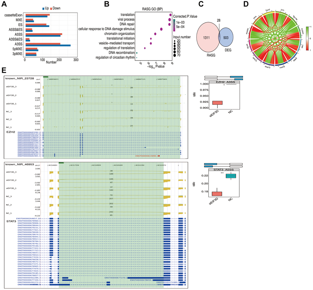 EIF3D influences the alternative splicing of genes in FaDu cells. (A) Bar plot displaying the number of all significantly regulated alternative splicing events (RASEs). The X-axis represents the RASE number, while the Y-axis represents the different types of AS events. "Up" indicates that the splicing pattern occurs in a higher proportion in the siEIF3D group than in the NC group, while "down" indicates the opposite. (B) Bubble diagram presenting the most enriched GO biological process results of RASGs. (C) Venn diagram illustrating the overlap in gene numbers between RASGs and DEGs. (D) Chord diagram demonstrating the co-expression of EIF3D with immune-associated RASGs. (E) Schematic diagrams depicting the structures of ASEs. RNA-seq validation of ASEs is displayed at the bottom of the right panel. Error bars represent mean ± SEM. *P-value **P-value ***P-value 