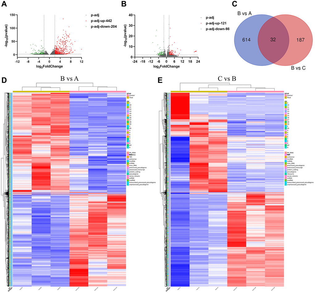 The expression of mRNA in different groups. (A) Volcano map of differential mRNA between B group and A group. (B) Volcano map of differential mRNA between B and C group. (C) Venn diagram of DE mRNAs in B vs. A and C vs. B group. (D) DE genes clustering heat map between B and A group. (E) Differential gene clustering heat map between B and C group. A: Ctrl group. B: IC/BPS group. C: IC/BPS+QCT group.