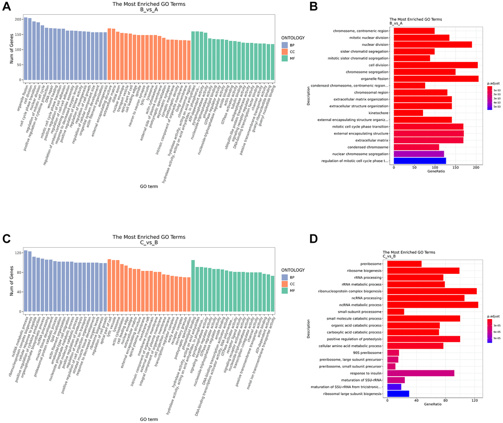 GO function enrichment analysis. (A) GO annotation analysis of differential mRNA in BP, CC, MF between B and A group. (B) Top 20 of GO annotation terms between B and A group. (C) GO annotation analysis of differential mRNA in BP, CC, MF between C and B group. (D) Top 20 of GO annotation terms between C and B group. A: Ctrl group. B: IC/BPS group. C: IC/BPS+QCT group.