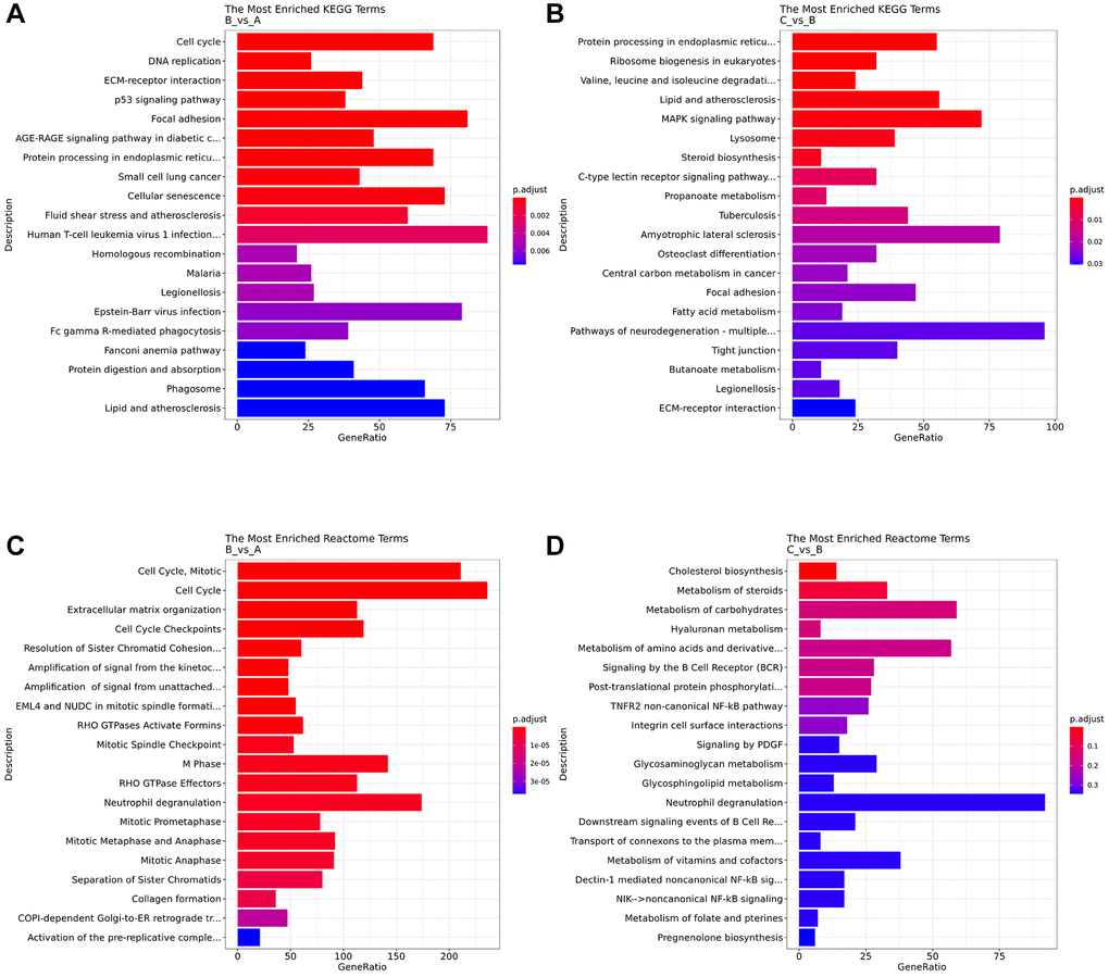 Analysis of pathway enrichment. (A) KEGG analyzed the top 20 enriched pathway between B and A group. (B) KEGG analyzed the top 20 enriched pathway between B and C group. (C) Reactome analyzed the top 20 enriched pathway between B and A group. (D) Reactome analyzed the top 20 enriched pathway between B and C group.