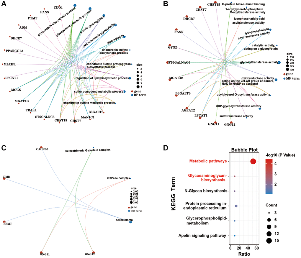 GO and KEGG pathway enrichment analysis of the most common EMRGs. (A) BP terms of the EMRGs. (B) MF terms of the EMRGs. (C) CC terms of the EMRGs. (D) KEGG terms of the EMRGs.